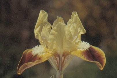 Iris 'Guili-Guili'