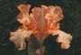 Iris 'Jet Setter'