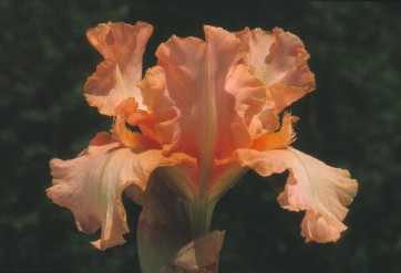 Iris 'Jet-Setter'
