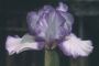 Iris 'Joufflu'