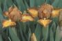 Iris 'Jovial'