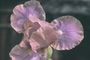 Iris 'Libertine'
