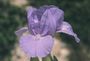 Iris 'Mafflu'