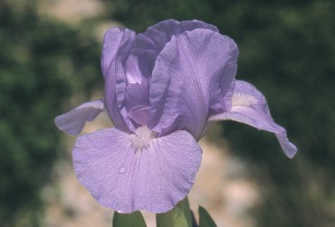 Iris 'Mafflu'