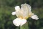 Iris 'Mamours'