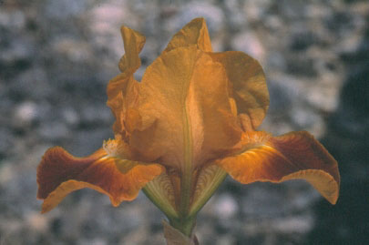 Iris 'Melting Pot'