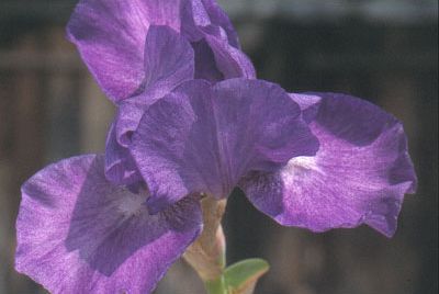 Iris 'Merci'