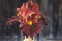 iris 'Or Rouge'