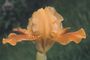 Iris 'Outrage'