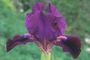 Iris 'Pardon'
