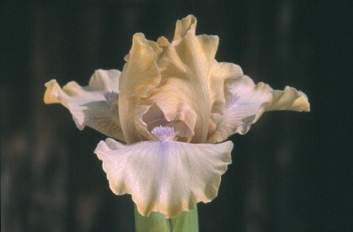 Iris 'Pl�nitude'
