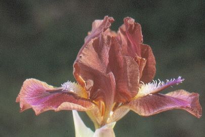 Iris 'Provocation'