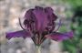 Iris 'Punk'