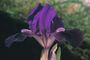 Iris 'Putsch'