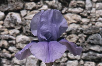 Iris 'Sacr�e Barbouze'