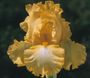 Iris 'Samsara'