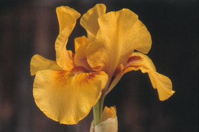 Iris 'Sauce Moutarde'