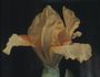 Iris 'Soupçon'