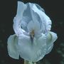 Iris 'Tauris'