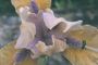 Iris 'Trescols Flash'