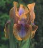 Iris 'Vera-Olivia'