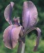 Iris 'Verhooga'