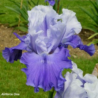 Iris 'Air Force One'