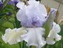 iris 'Arlette Dalvard'