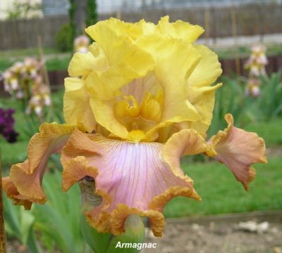 Iris 'Armagnac'