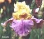 Iris 'Baladin'