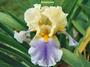 Iris 'Balanoire'