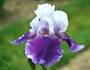 Iris 'Baliverne'
