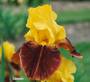 Iris 'Catalan'