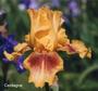 Iris 'Cerdagne'