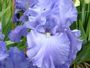 iris 'Ciel-d-Ete'