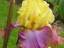 iris 'Diane Cella'