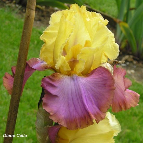 Iris 'Diane Cella'
