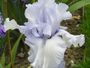 iris 'Eclat d'Iceberg'