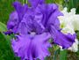 iris 'Fe Viviane'