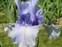 Iris 'Lune Bleue'