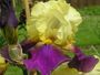 iris 'Manoir la Salle'