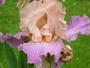 iris 'Marika'