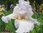 iris 'Premier Flirt'