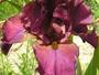 iris 'Rive Gauche'