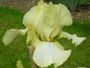 iris 'Tartine'