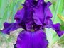 Iris 'Trapel'