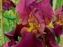 iris 'Tromal'