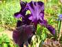 iris 'Bar de Nuit'