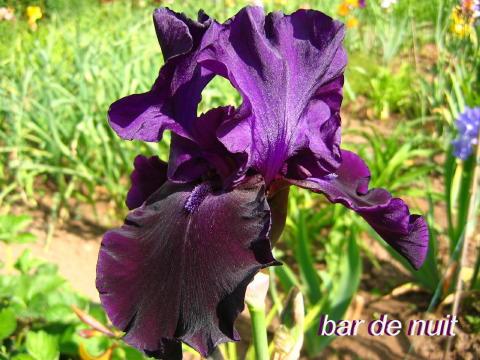 Iris 'Bar de Nuit'