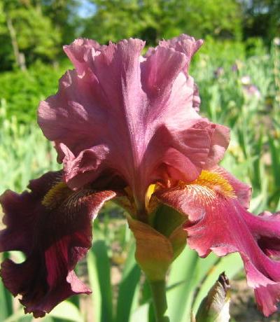 Iris 'Buc Arcades'